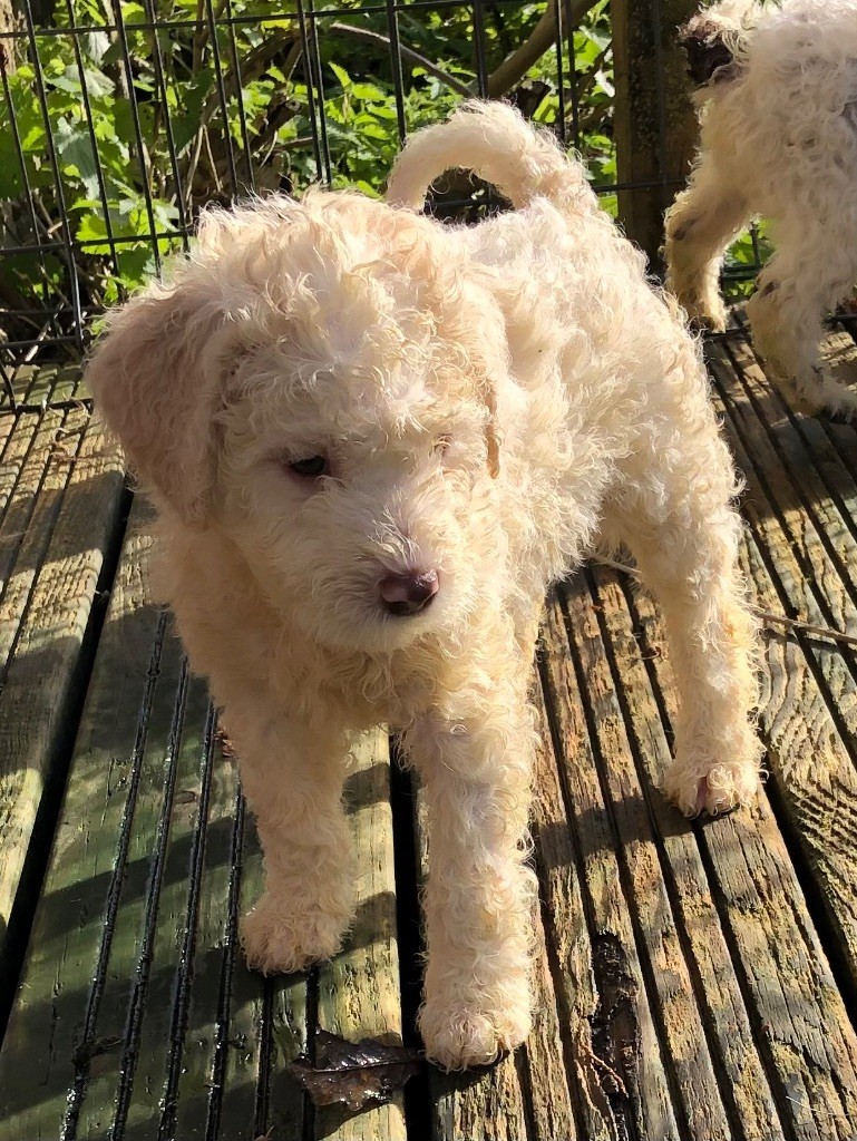 De La Schaafraniere - Chiot disponible  - Lagotto Romagnolo