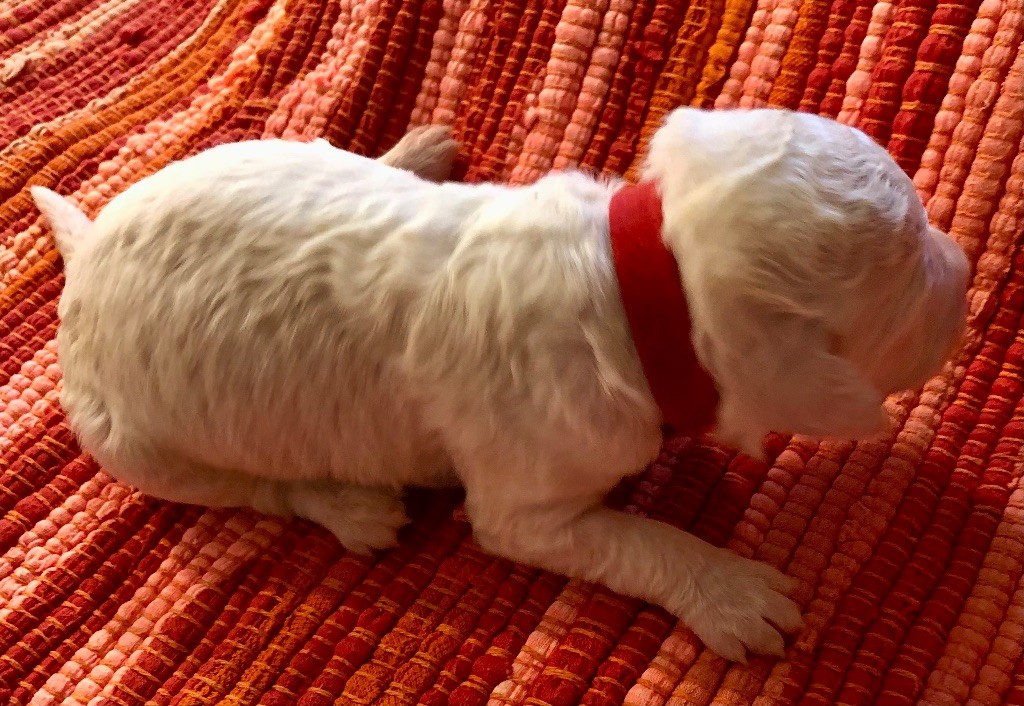 De La Schaafraniere - Chiot disponible  - Lagotto Romagnolo