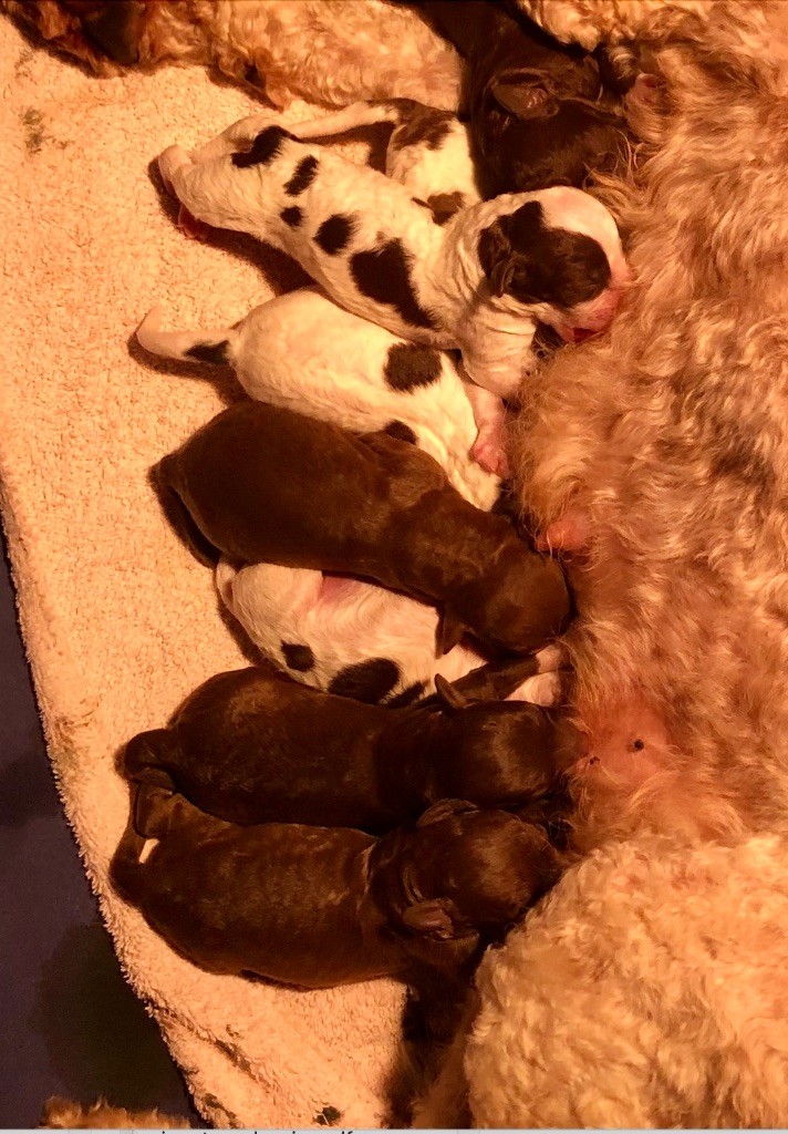 chiot Lagotto Romagnolo De La Schaafraniere