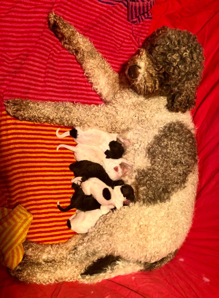 chiot Lagotto Romagnolo De La Schaafraniere