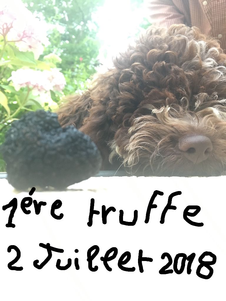 De La Schaafraniere - PREMIERE TRUFFE DE OONA LE 2 JUILLET 2017