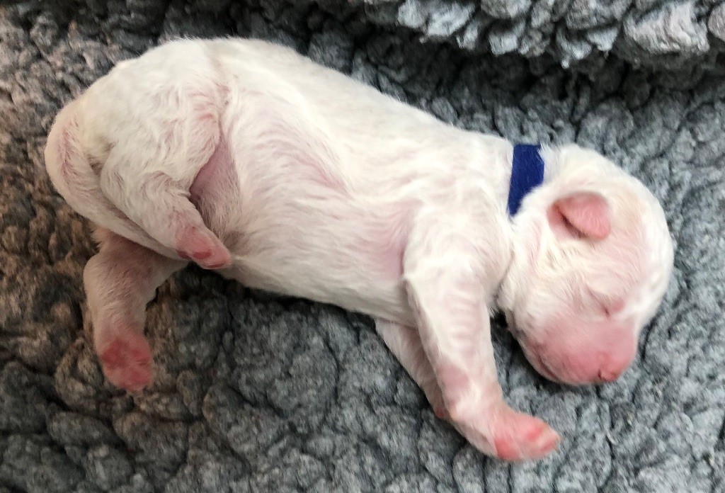 De La Schaafraniere - Chiots disponibles - Lagotto Romagnolo