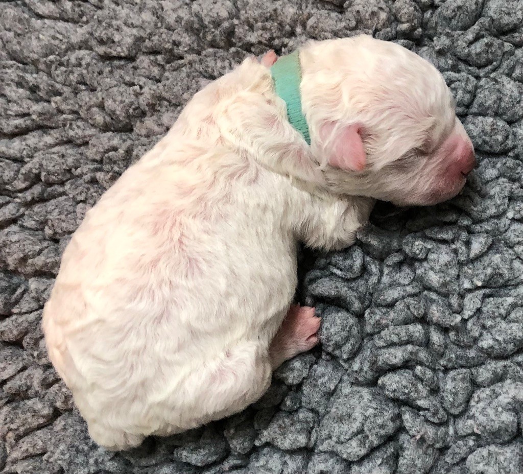 De La Schaafraniere - Chiots disponibles - Lagotto Romagnolo