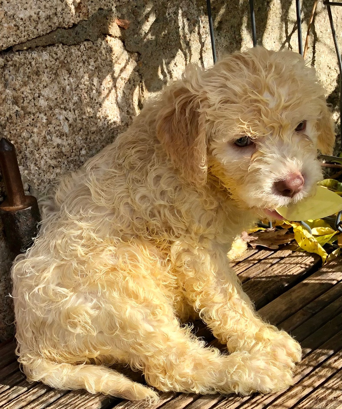 De La Schaafraniere - Chiots disponibles - Lagotto Romagnolo