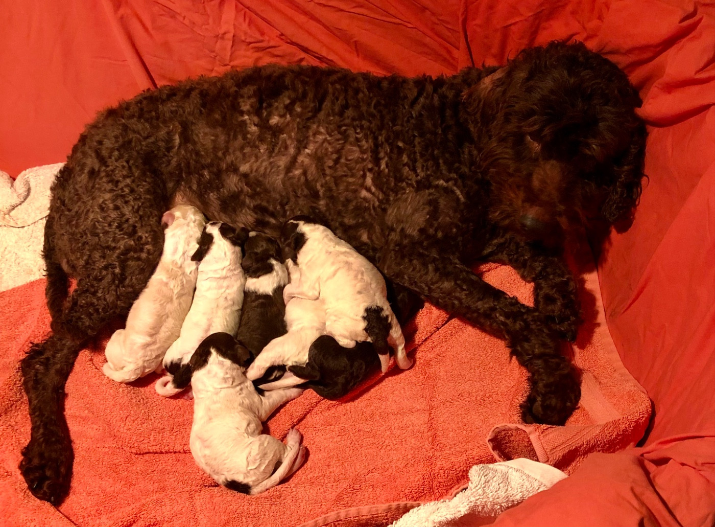 De La Schaafraniere - Lagotto Romagnolo - Portée née le 15/02/2026