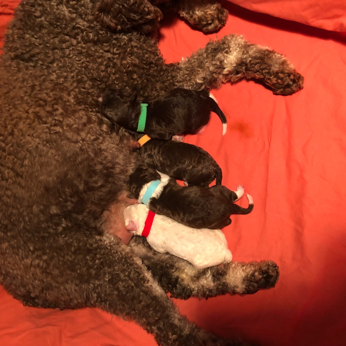 Chiot Lagotto Romagnolo De La Schaafraniere