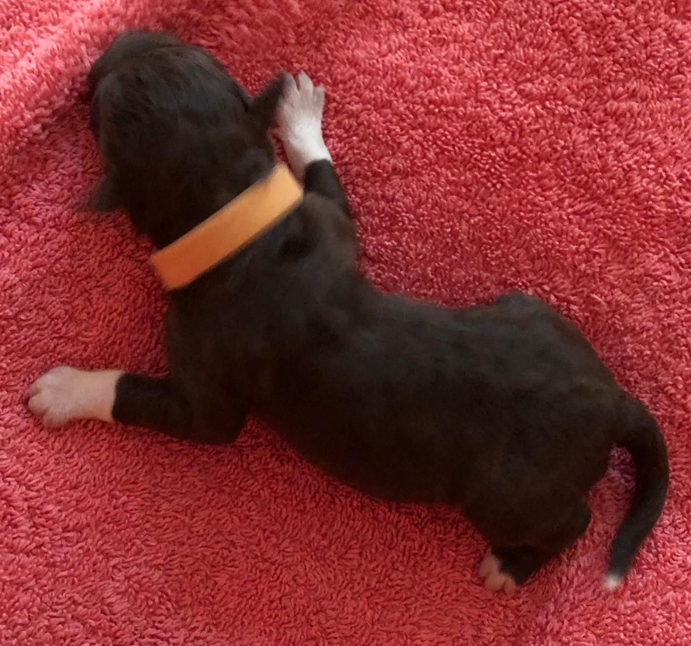 De La Schaafraniere - Chiots disponibles - Lagotto Romagnolo