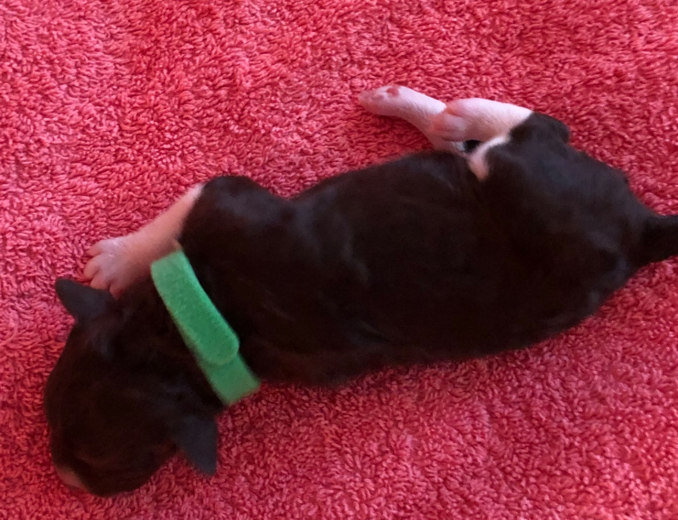 De La Schaafraniere - Chiots disponibles - Lagotto Romagnolo