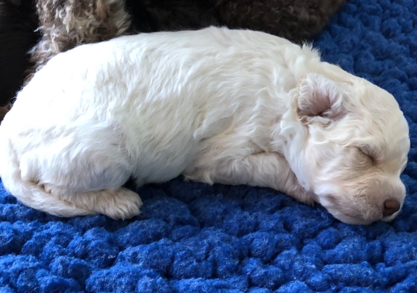 De La Schaafraniere - Chiots disponibles - Lagotto Romagnolo