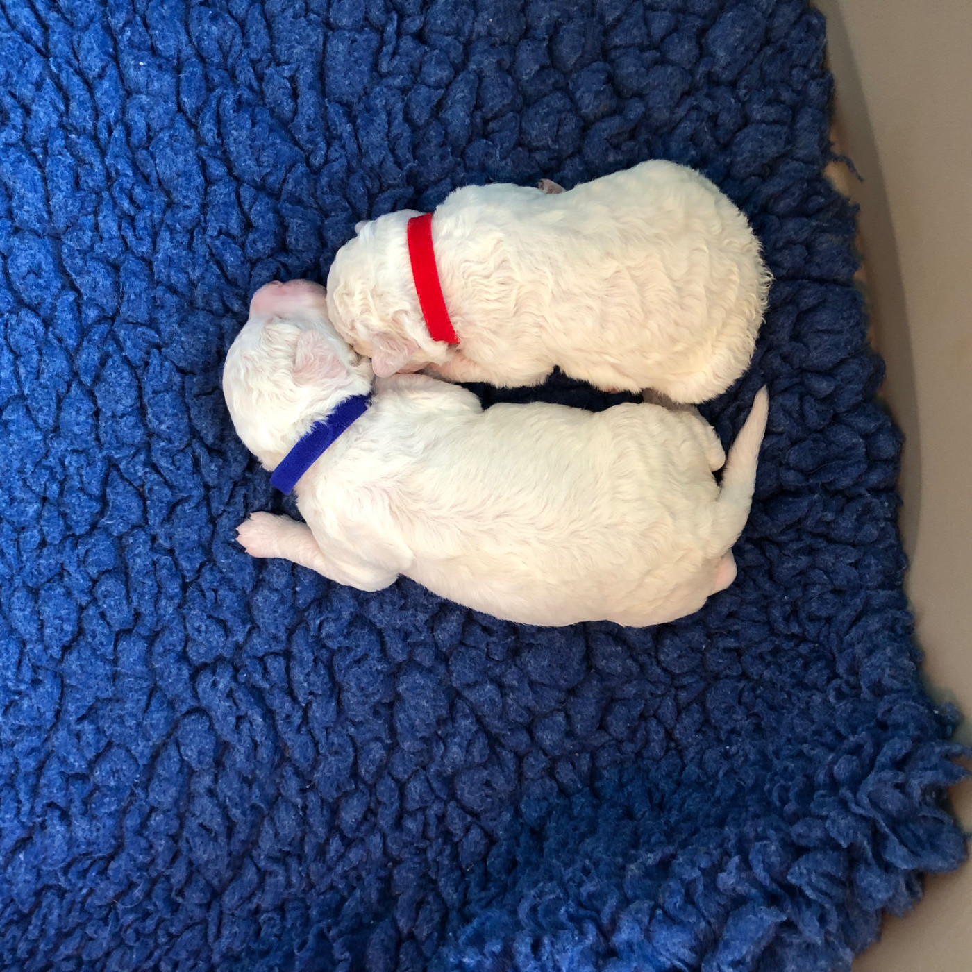 Chiot Lagotto Romagnolo De La Schaafraniere