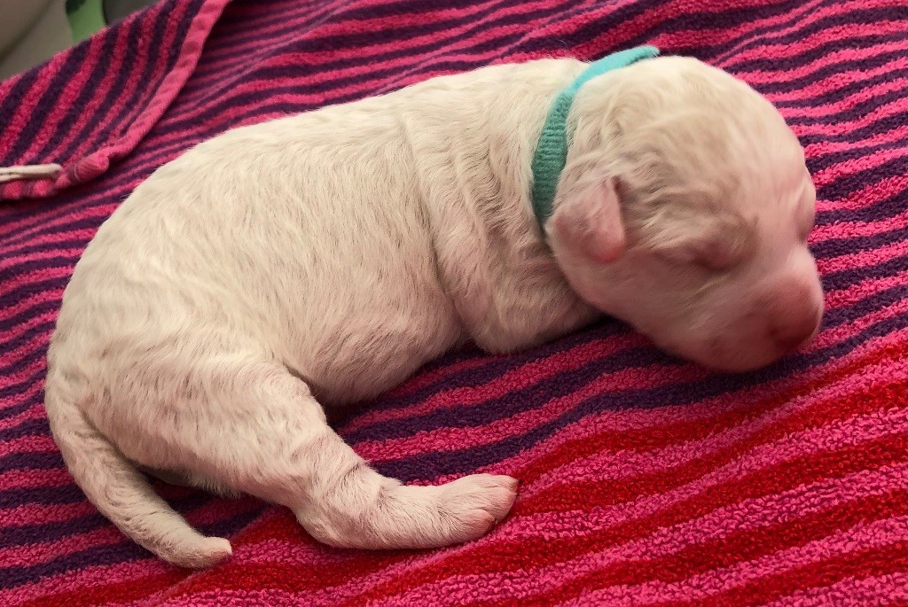 De La Schaafraniere - Lagotto Romagnolo - Portée née le 04/10/2025