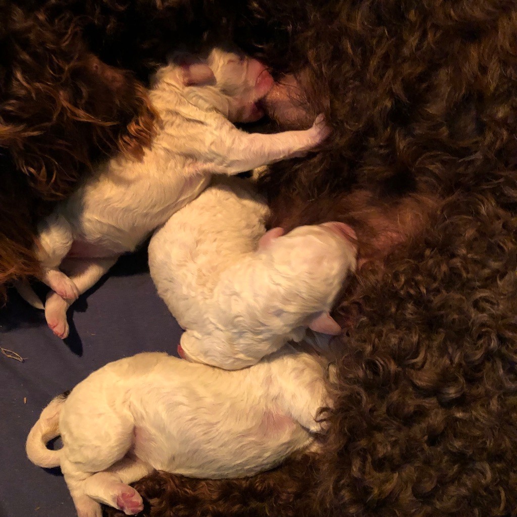 Chiot Lagotto Romagnolo De La Schaafraniere