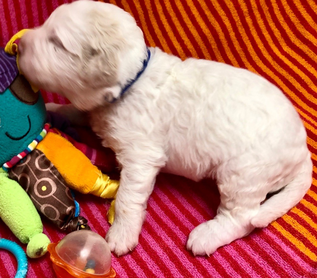 De La Schaafraniere - Chiots disponibles - Lagotto Romagnolo