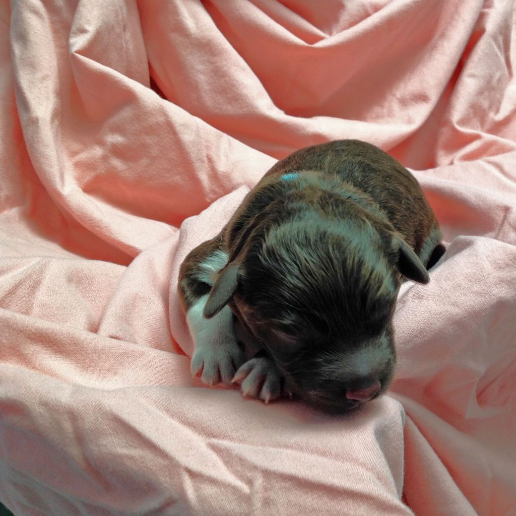 De La Schaafraniere - Lagotto Romagnolo - Portée née le 09/03/2018