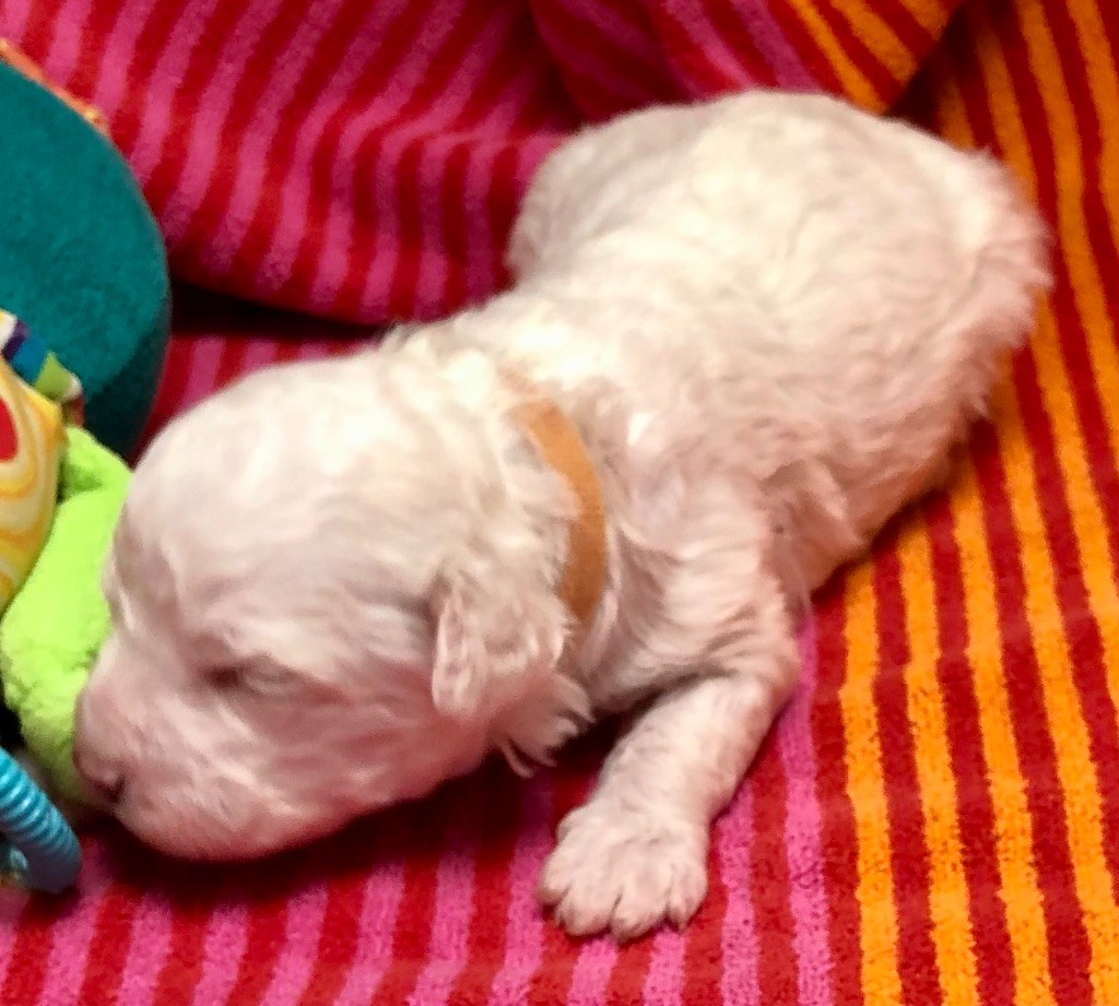 De La Schaafraniere - Chiots disponibles - Lagotto Romagnolo