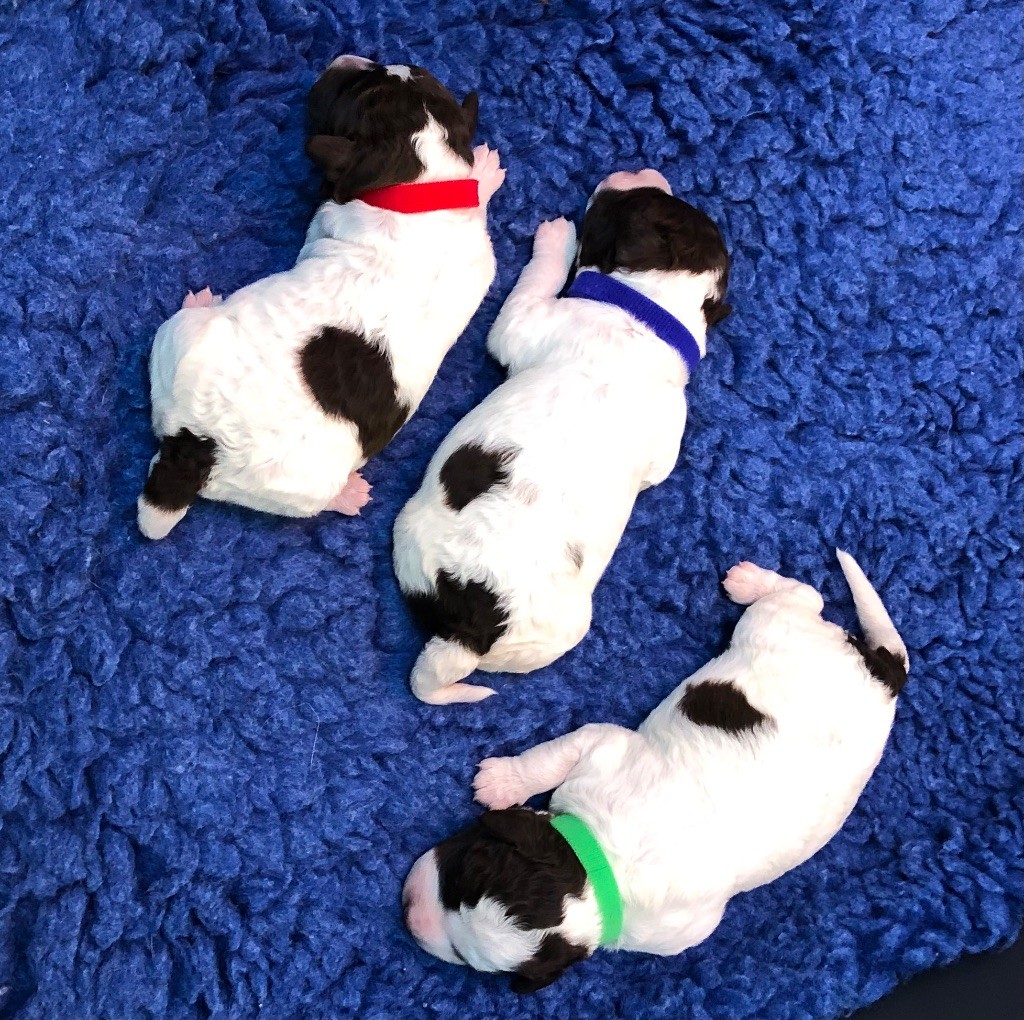 De La Schaafraniere - Lagotto Romagnolo - Portée née le 03/10/2025