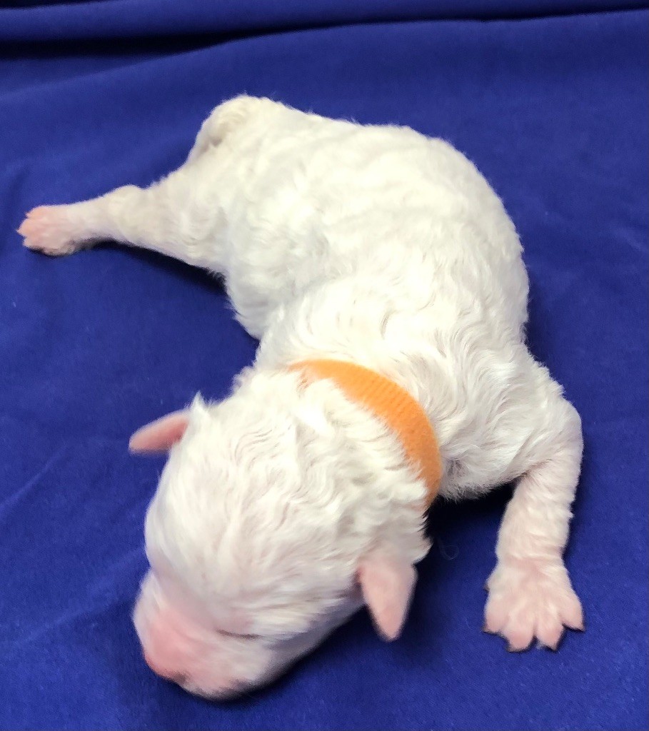 De La Schaafraniere - Chiots disponibles - Lagotto Romagnolo