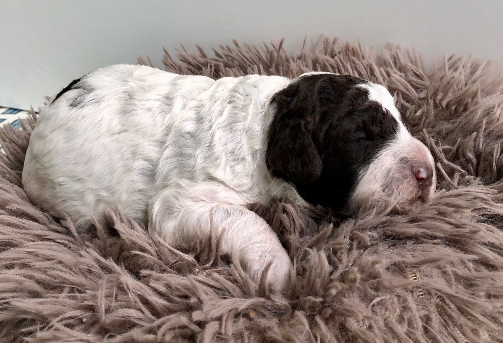 De La Schaafraniere - Chiots disponibles - Lagotto Romagnolo