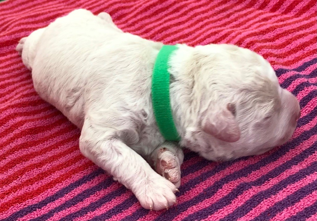 De La Schaafraniere - Chiots disponibles - Lagotto Romagnolo
