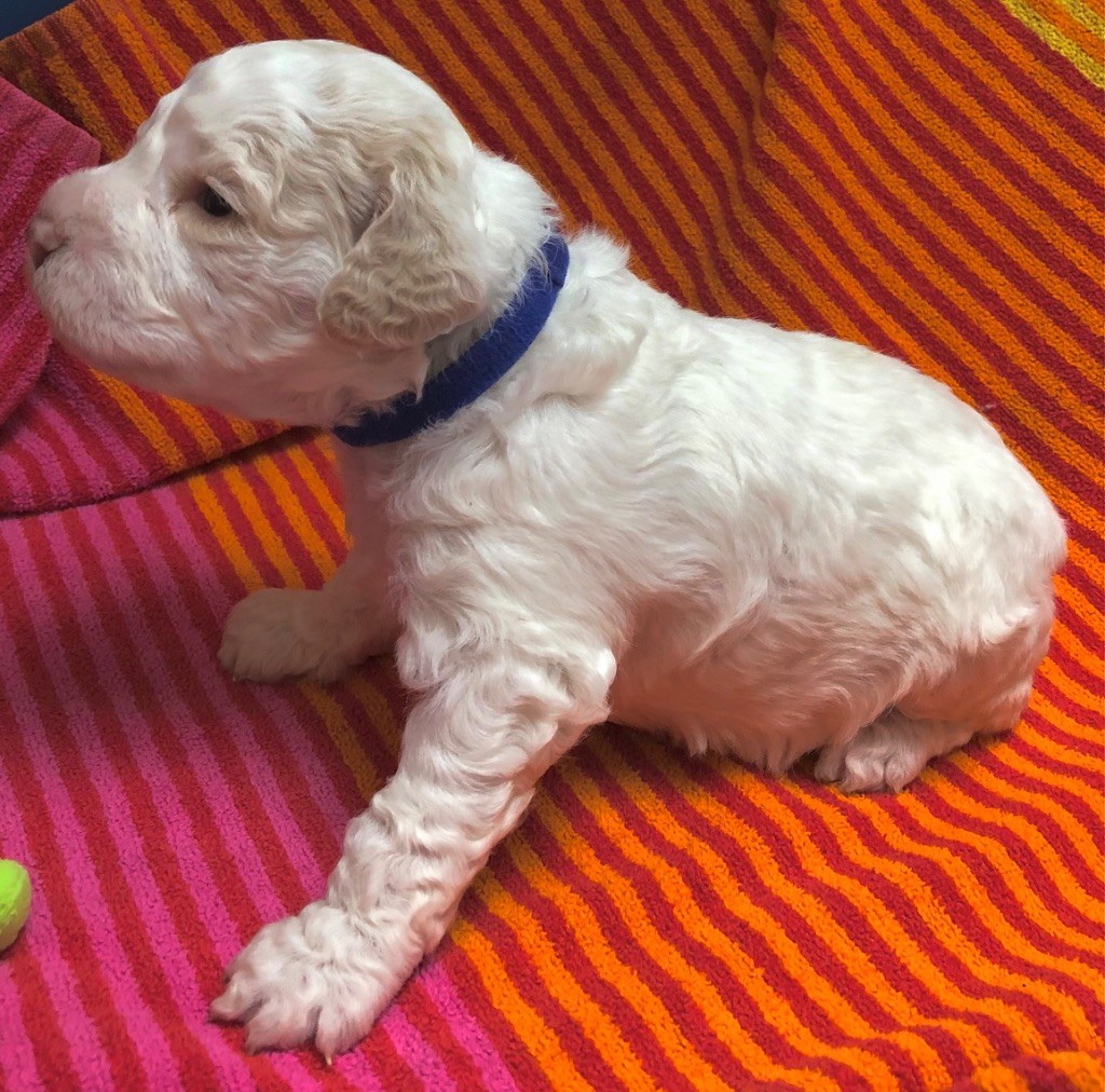 De La Schaafraniere - Chiots disponibles - Lagotto Romagnolo