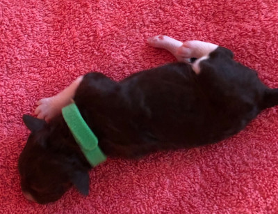 CHIOT collier vert
