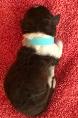 CHIOT collier bleu clair