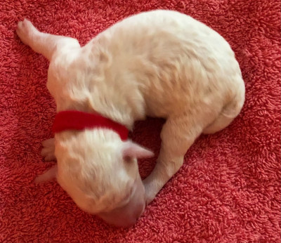 CHIOT collier rouge