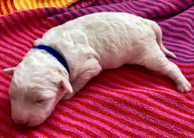 CHIOT 2