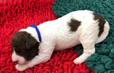 ATHENA (CHIOT F BLEU MARINE)