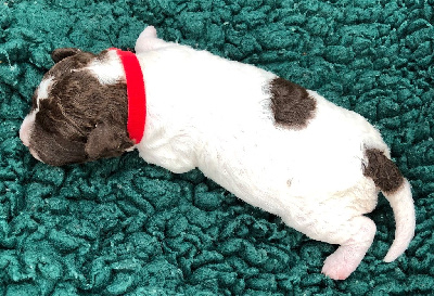 AWENN (CHIOT M ROUGE)