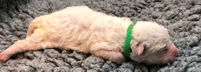 CHIOT F VERT