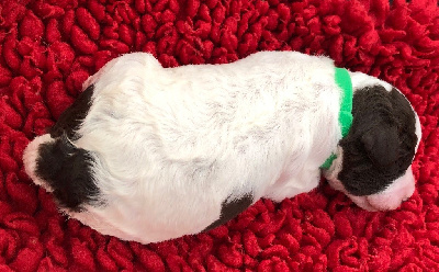 ATCHOUM (CHIOT M  COLLIER VERT)