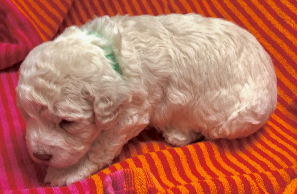 De La Schaafraniere - Chiots disponibles - Lagotto Romagnolo
