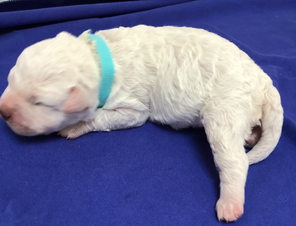 De La Schaafraniere - Chiots disponibles - Lagotto Romagnolo
