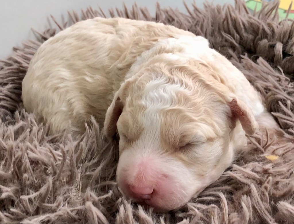 De La Schaafraniere - Chiots disponibles - Lagotto Romagnolo