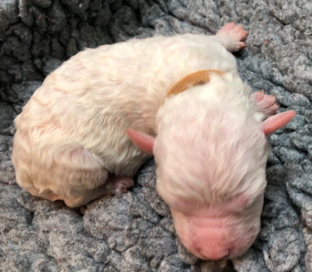 De La Schaafraniere - Chiots disponibles - Lagotto Romagnolo