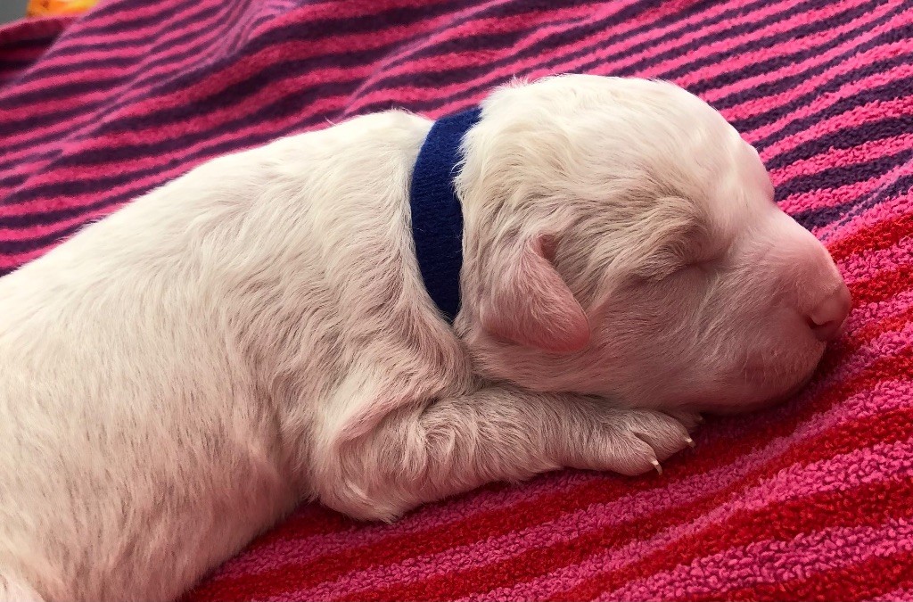 De La Schaafraniere - Chiots disponibles - Lagotto Romagnolo