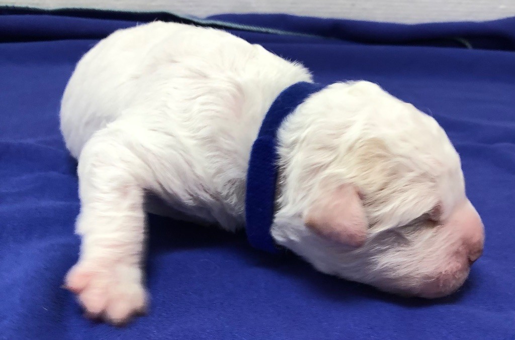 De La Schaafraniere - Chiots disponibles - Lagotto Romagnolo