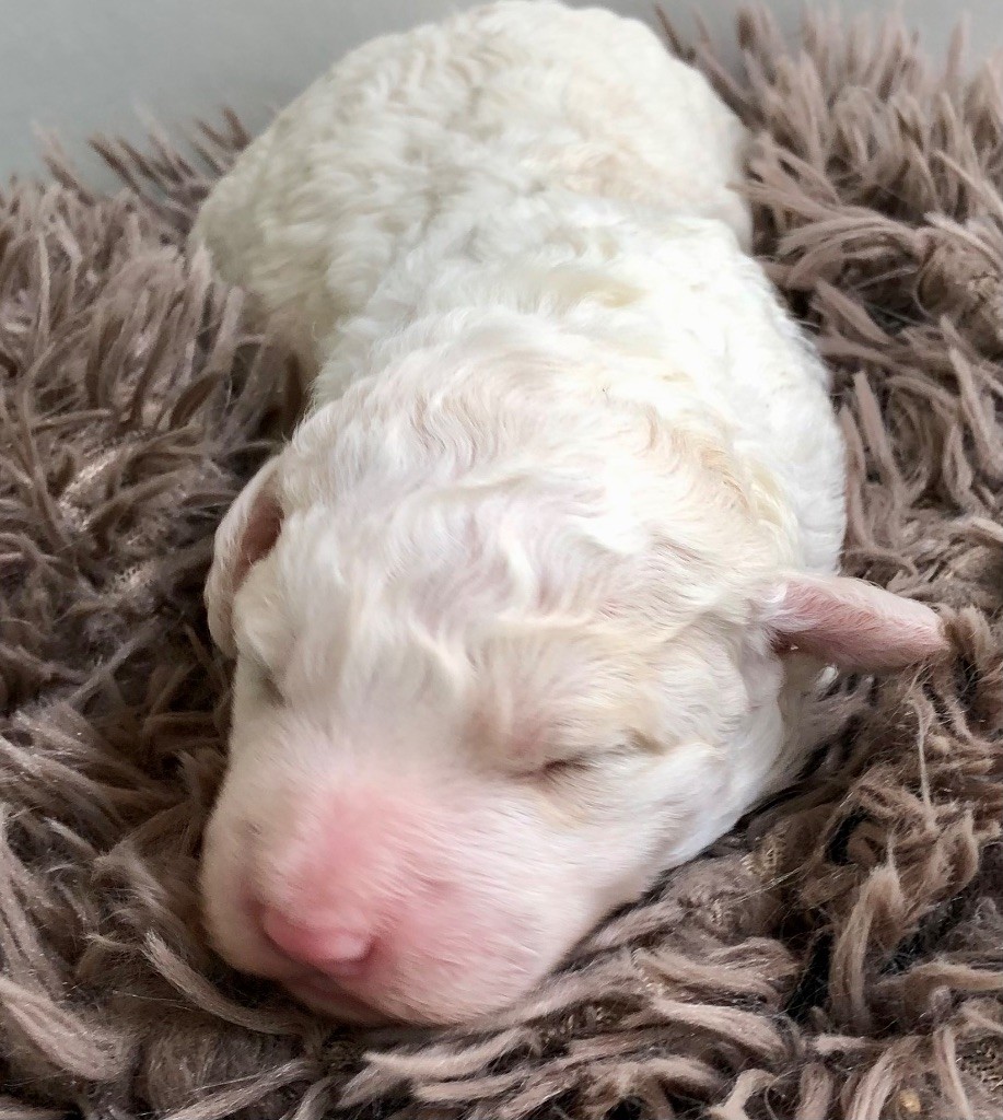De La Schaafraniere - Chiots disponibles - Lagotto Romagnolo