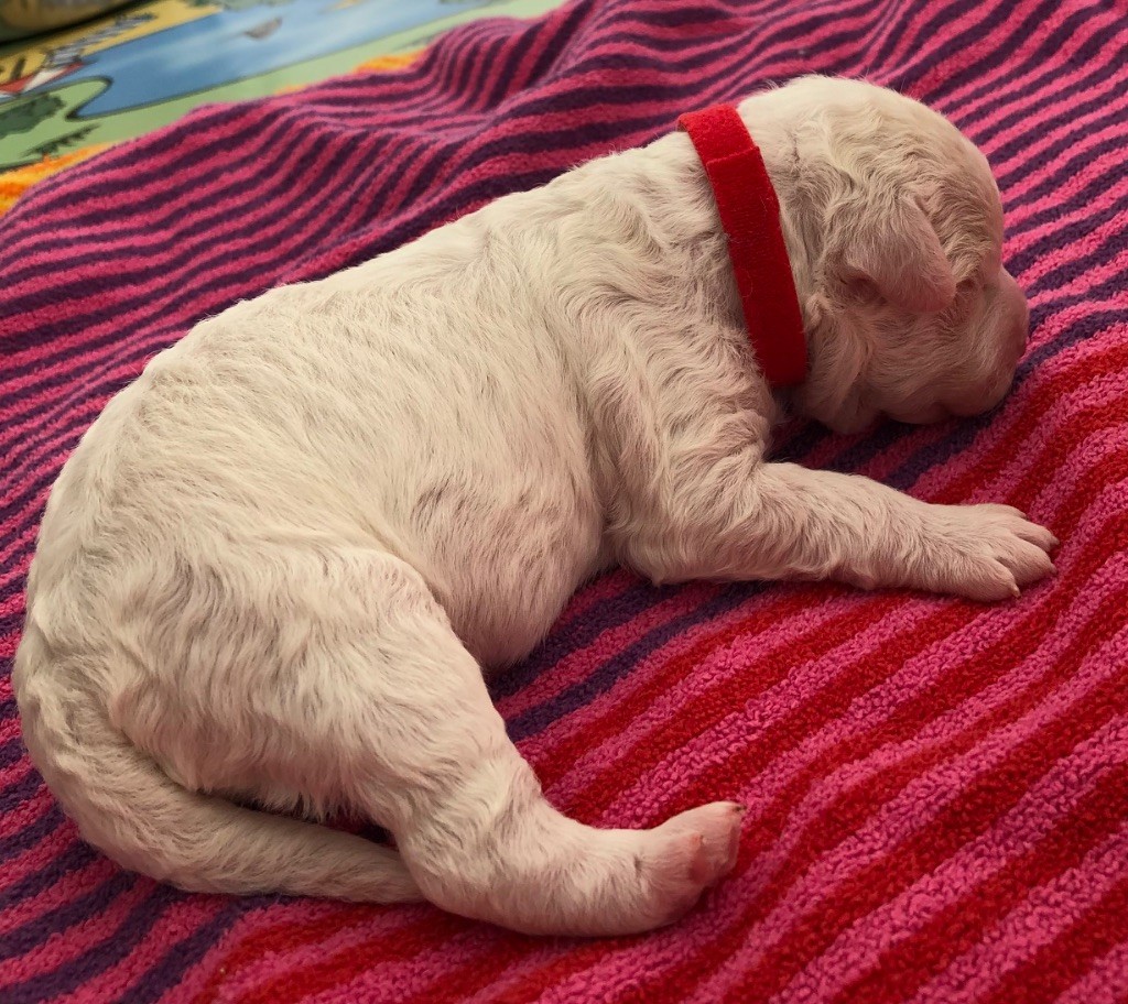 De La Schaafraniere - Chiots disponibles - Lagotto Romagnolo